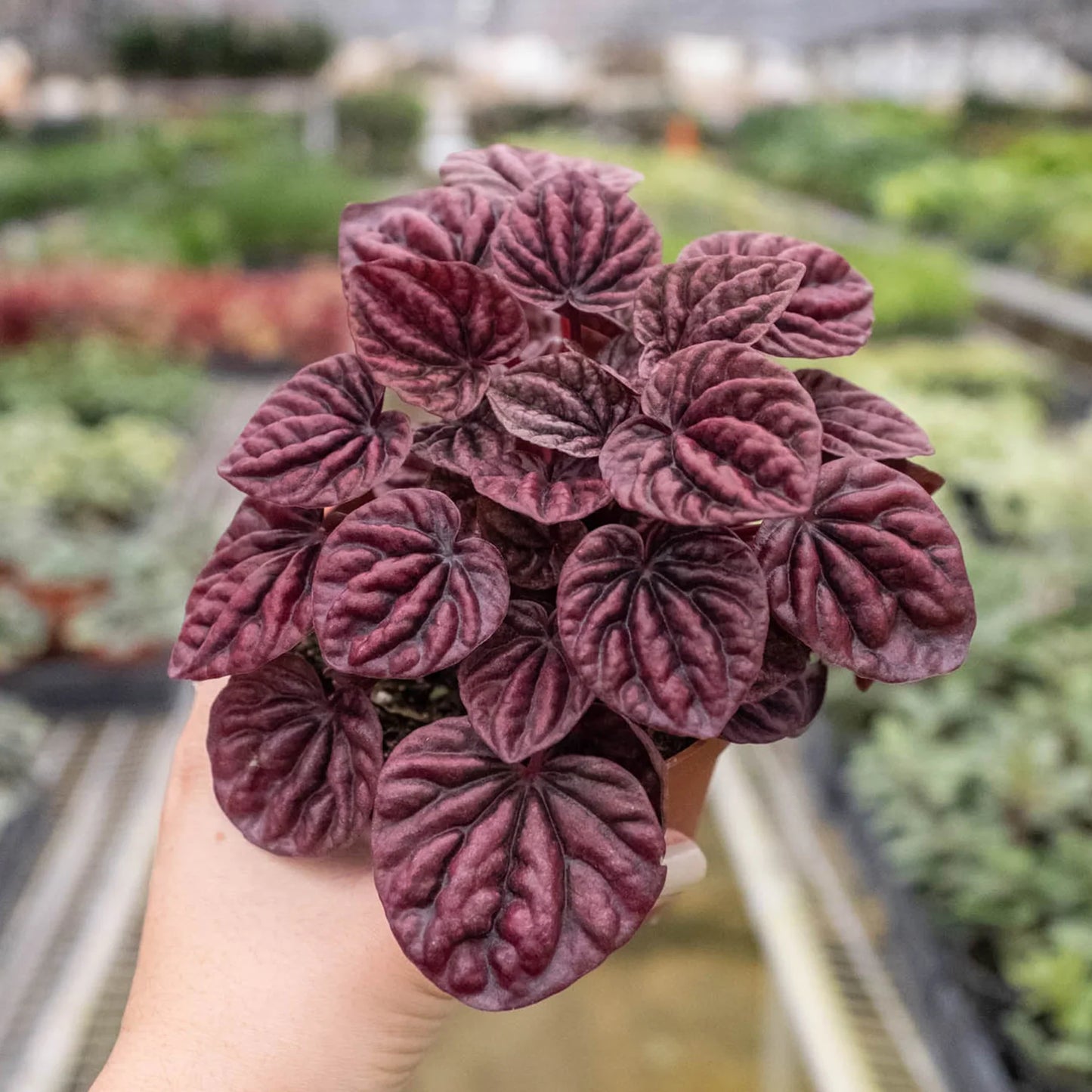 Peperomia Ripple Red (Radiator Plant)