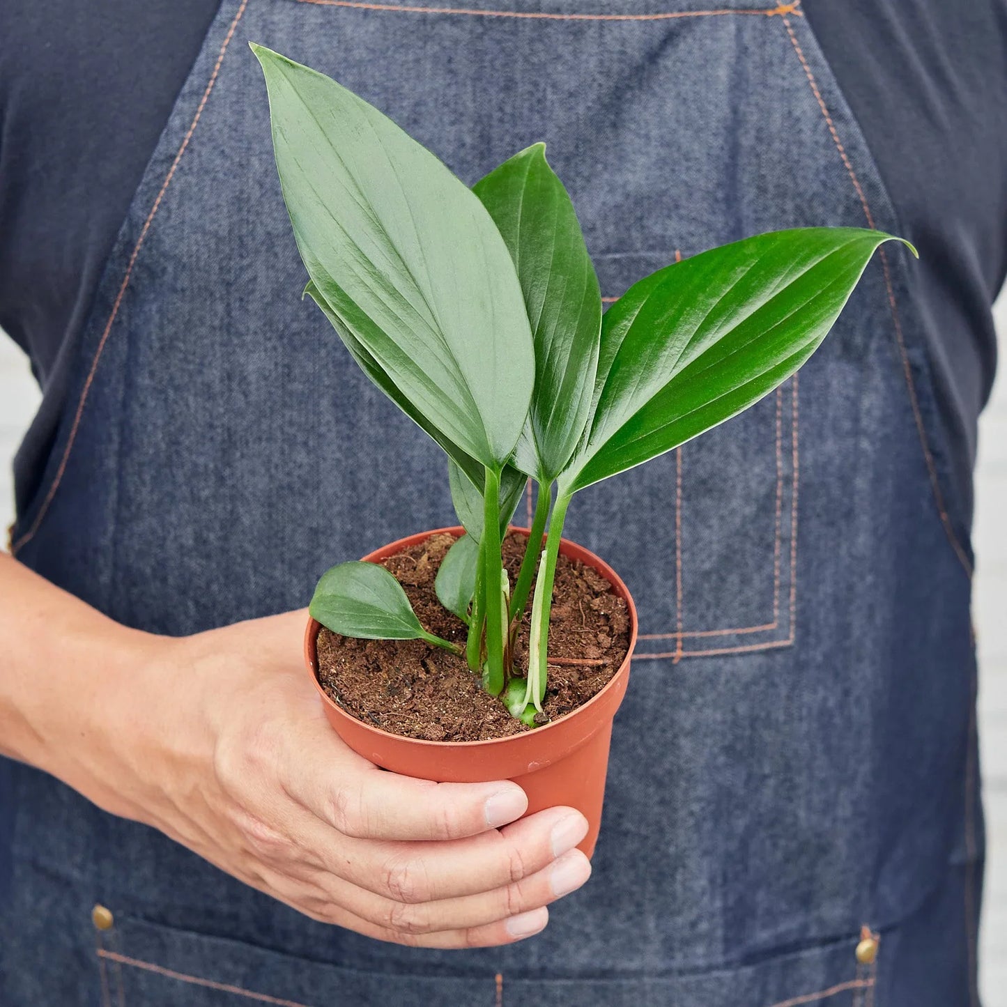 Dragon Tail Philodendron