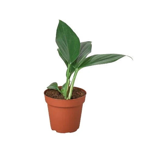 Dragon Tail Philodendron