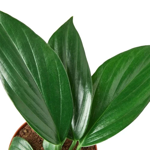 Dragon Tail Philodendron up close young leaves