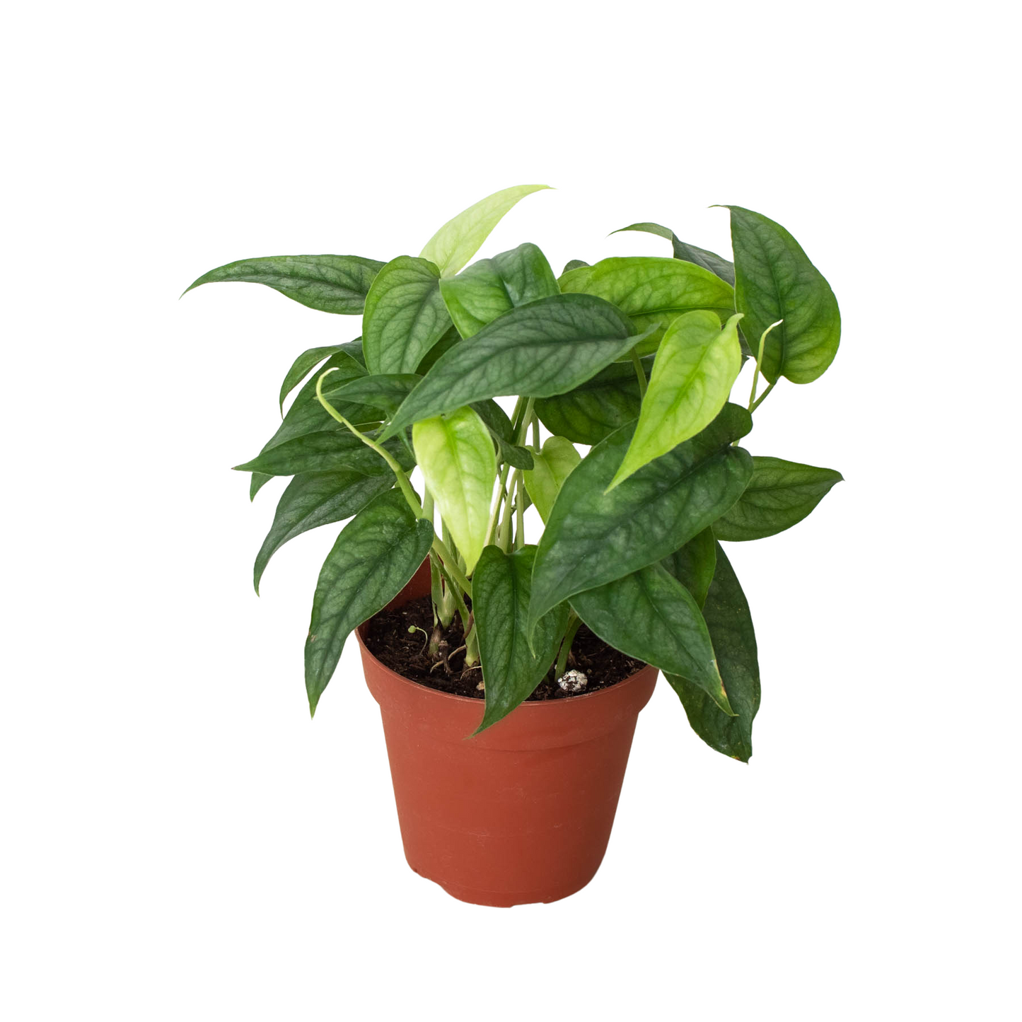Monstera Siltepecana AKA Silver Monstera in a 4 inch nursery pot.