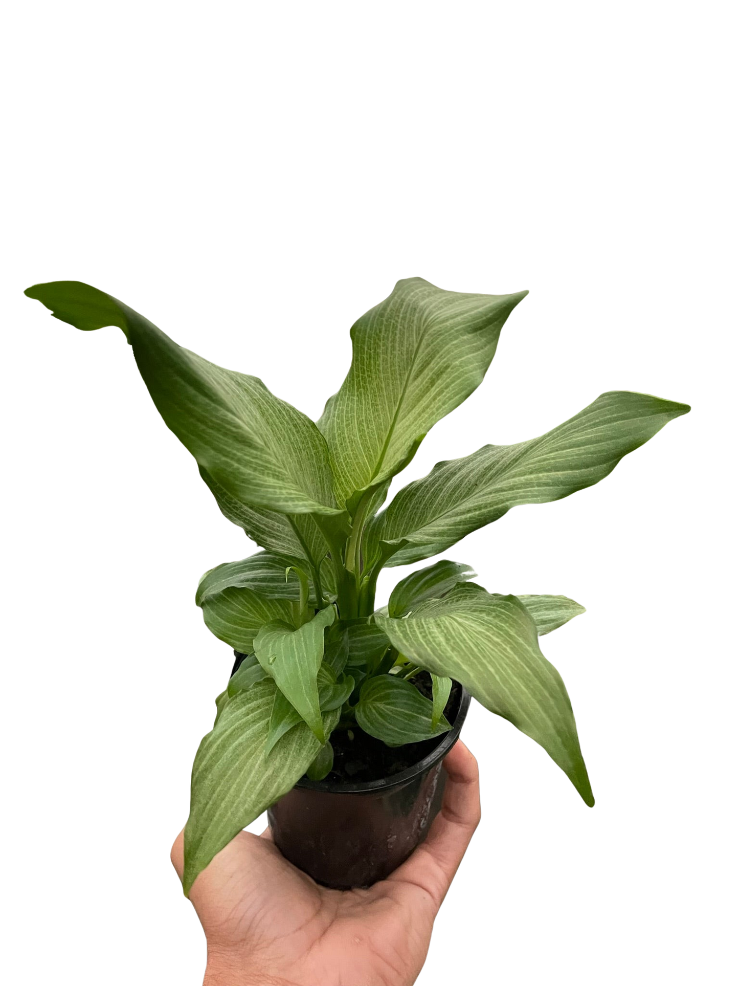 Peace Lily Platinum Mist