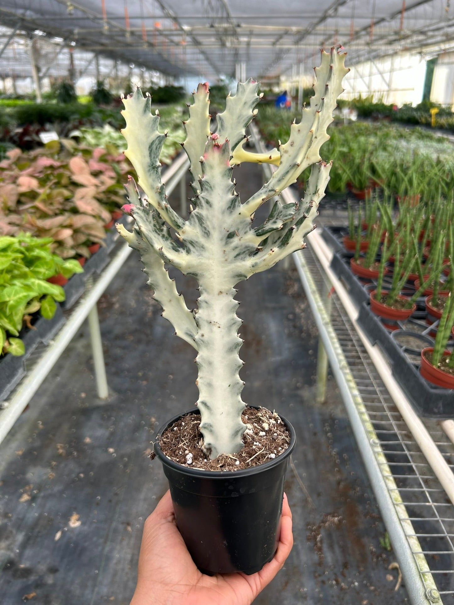 Dragon Bone Cactus (Euphorbia Lactea) in a 4 inch pot