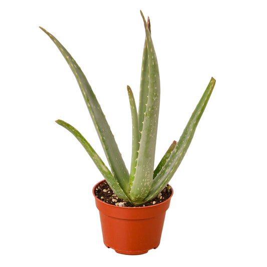 Aloe Vera Plant in 4 inch nursery pot. Thick spikey leaves.