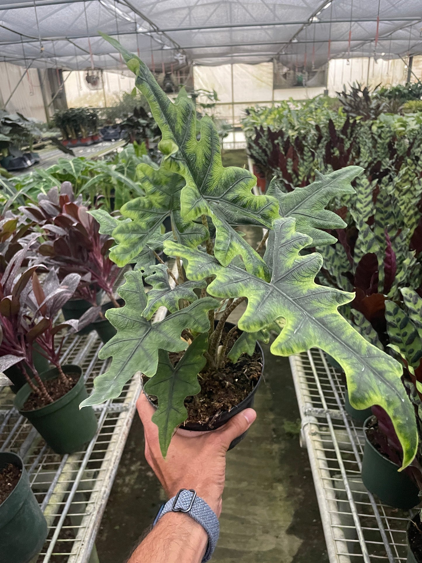 Alocasia Jacklyn 6"