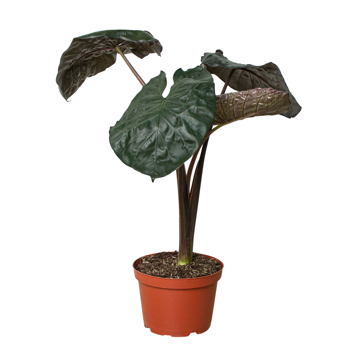 Alocasia Serendipity