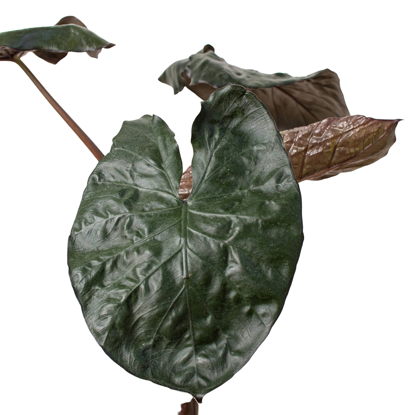 Black Elephant Ear