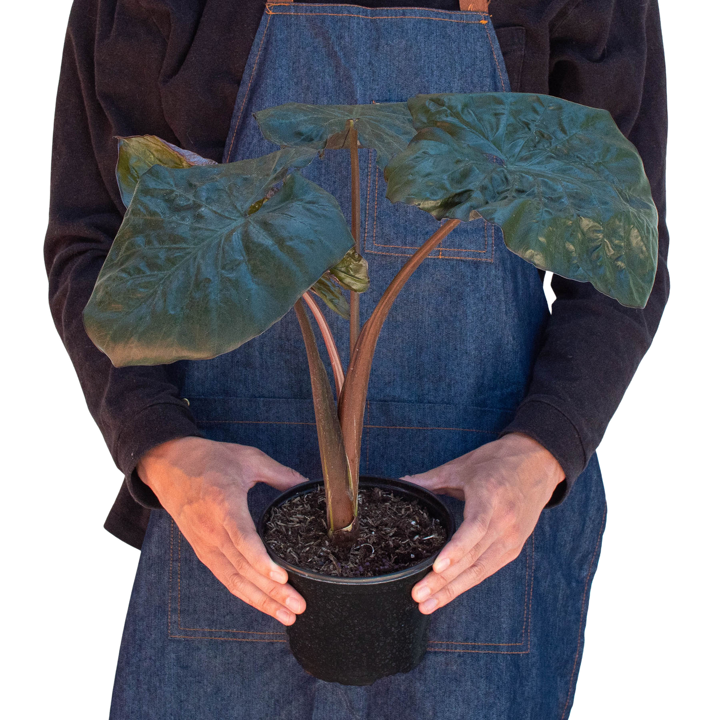 Alocasia Serendipity