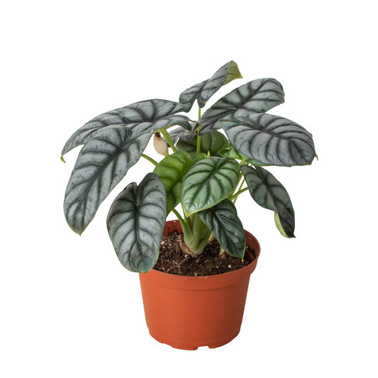 Alocasia Silver Dragon in a 6 inch nursery pot. Silvery leaves with dark veins.  Compact Plant.