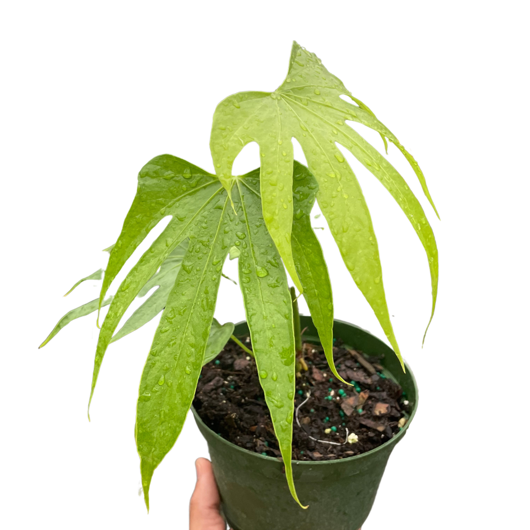Anthurium pedatoradiatum AKA Anthurium Fingers in a 6 inch pot. Long finger like leaves reaching downward.