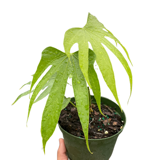 Anthurium pedatoradiatum AKA Anthurium Fingers in a 6 inch pot. Long finger like leaves reaching downward.