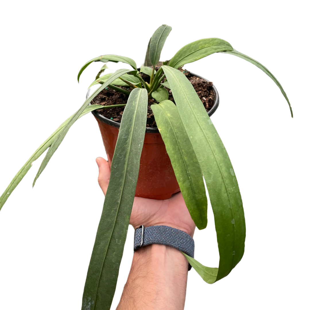Anthurium Vittarifolium AKA Flamingo Lily in a 6 inch nursery pot.