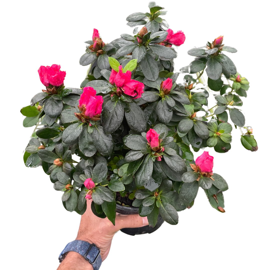 Pink Azalea in 6 inch pot