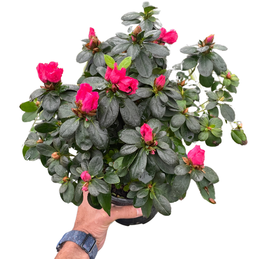Pink Azalea in 6 inch pot