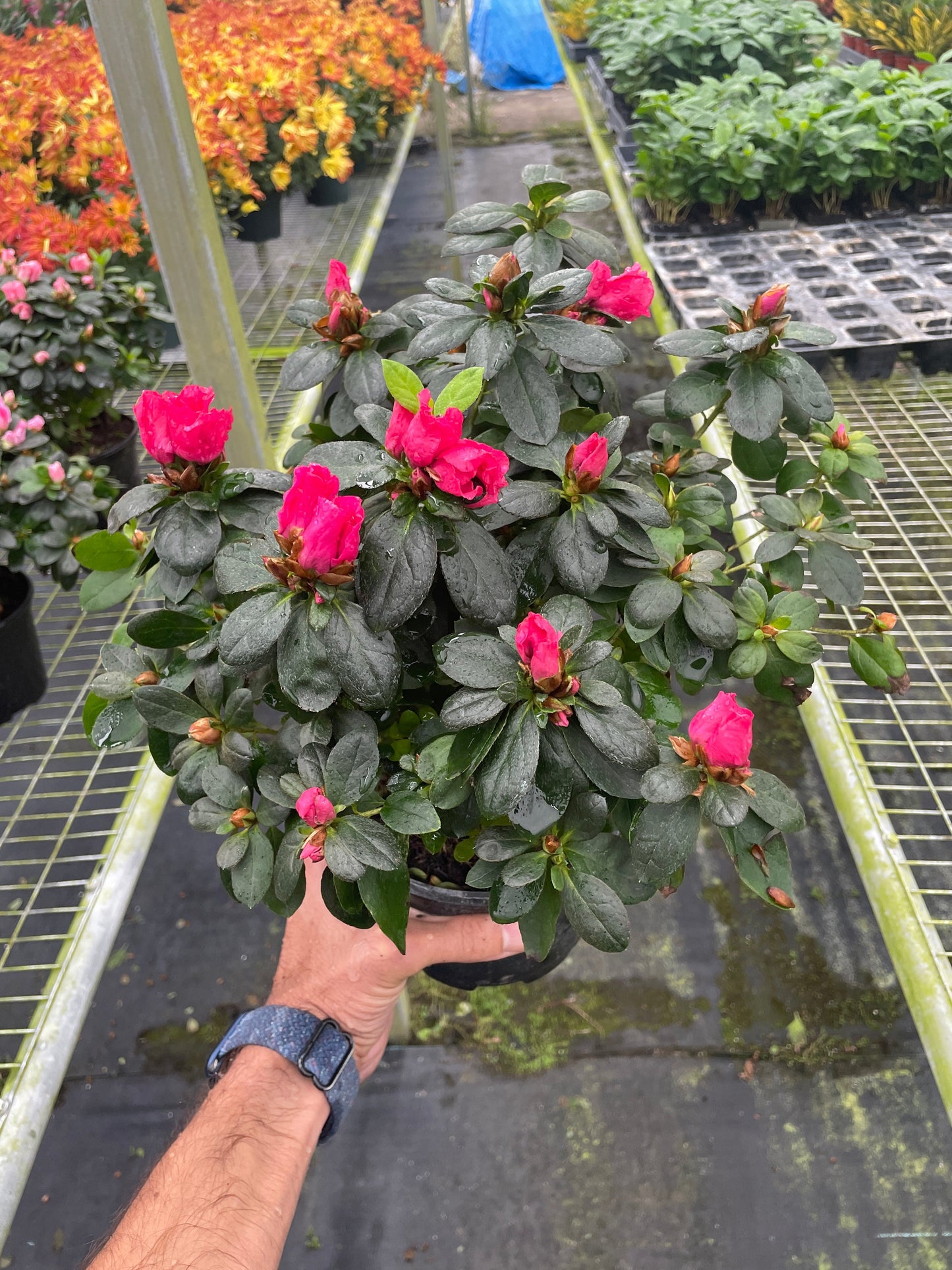 Pink Azalea in 6 inch pot