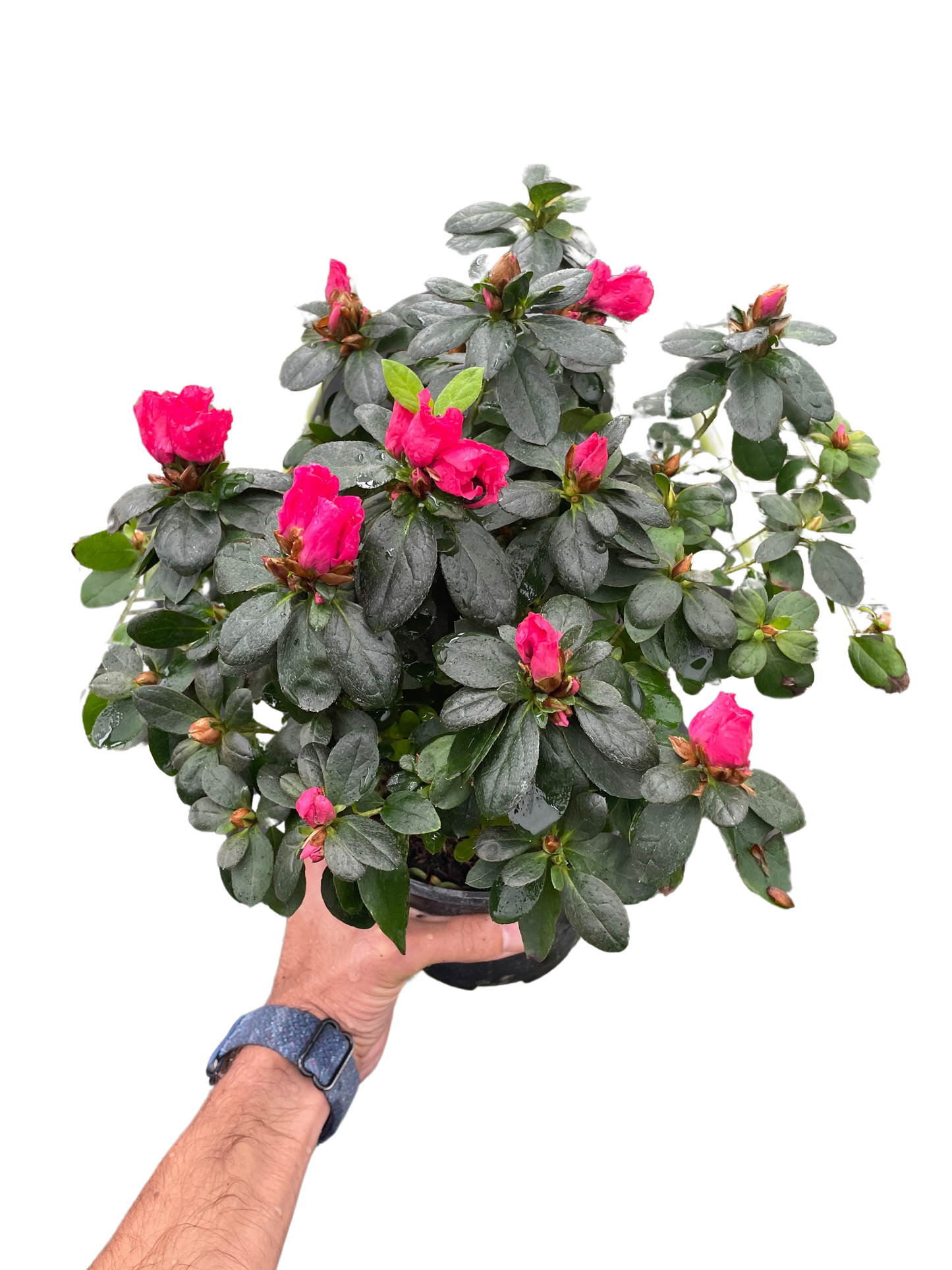 Pink Azalea