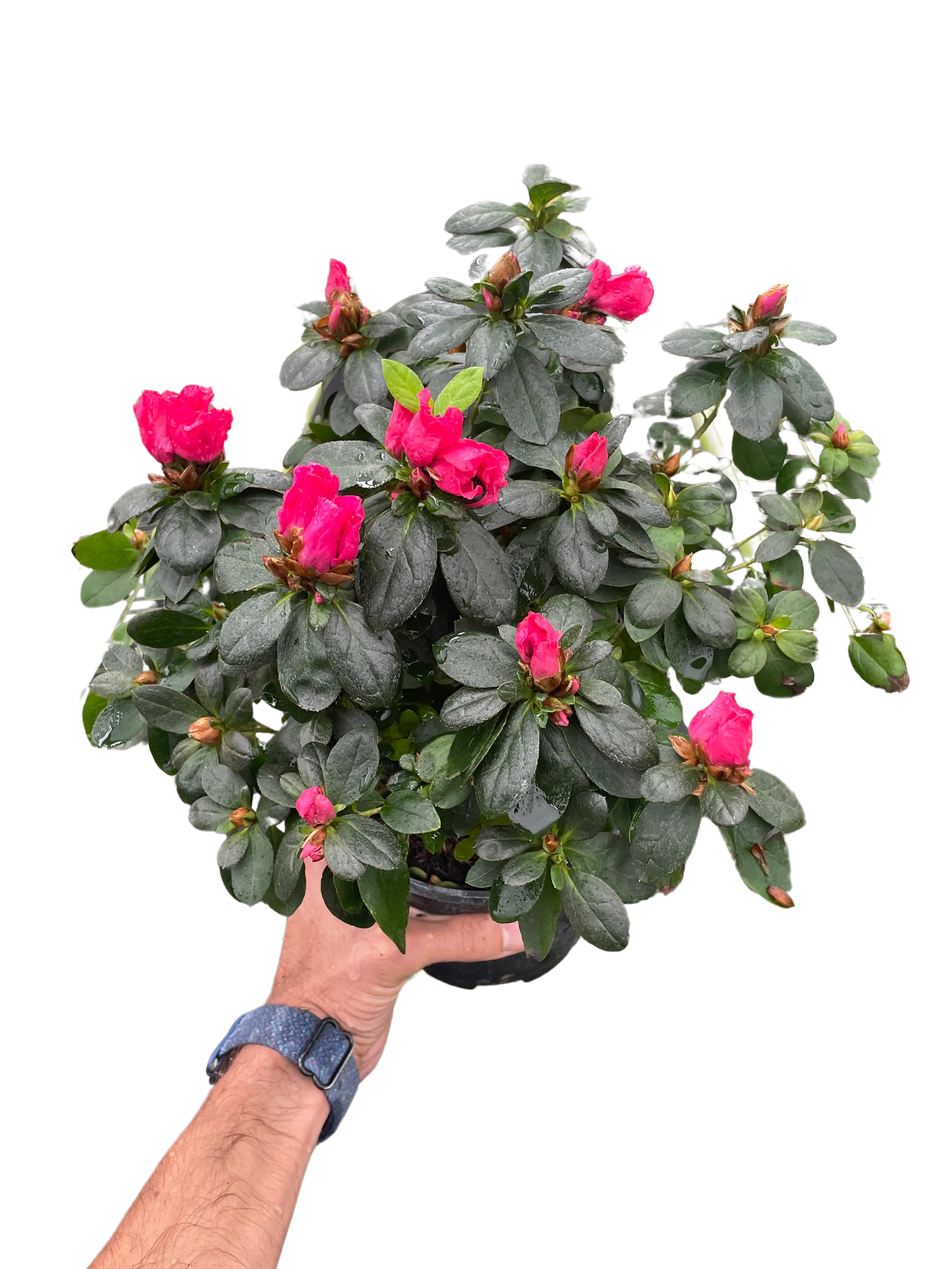 Pink Azalea