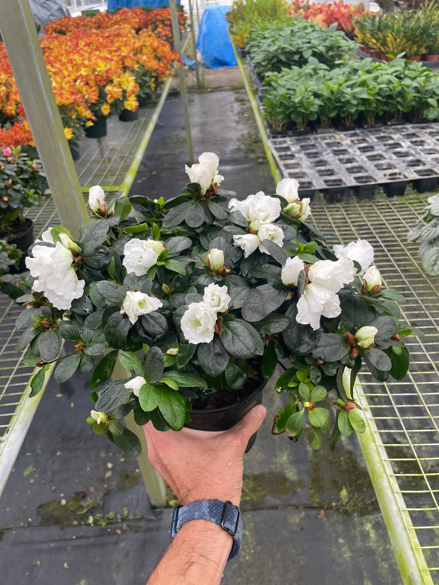 White Azalea in 6 inch pot