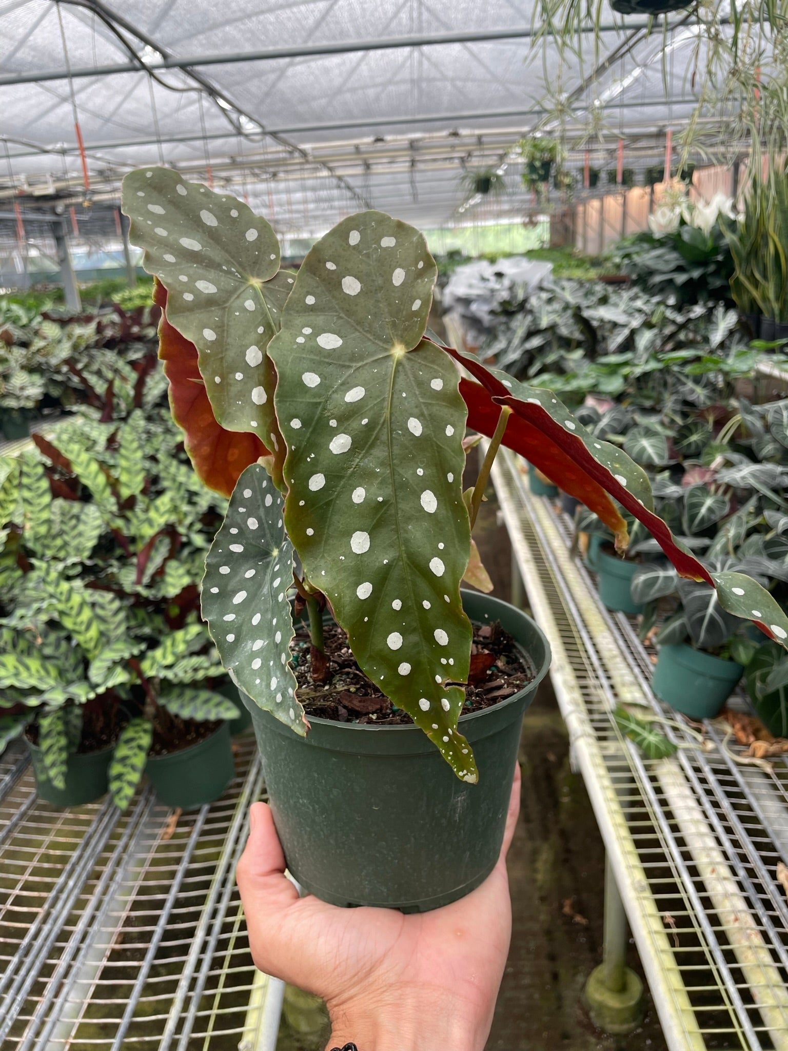 Begonia Maculata 6" pot