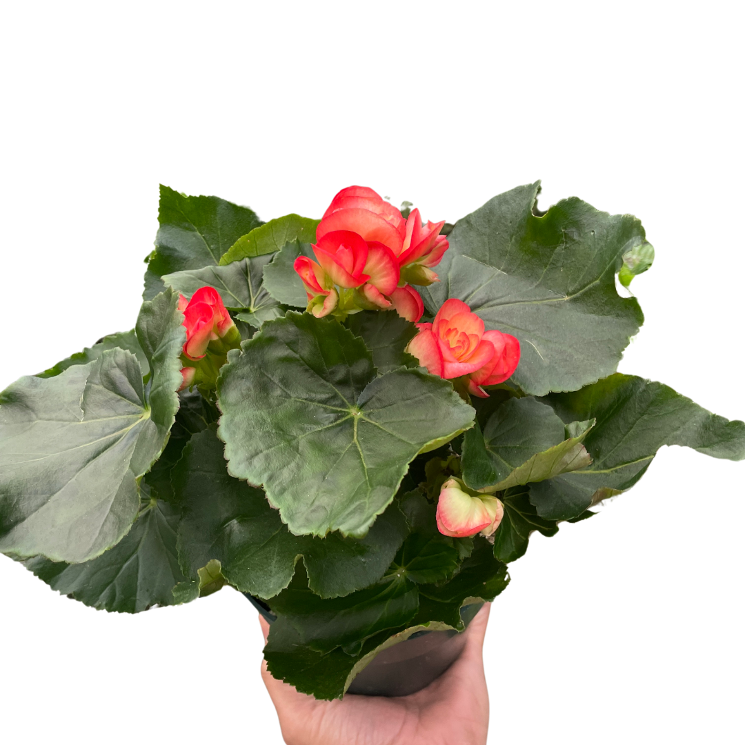 Angel Wing Begonia AKA Rieger Begonia in a 6 inch nursery pot.