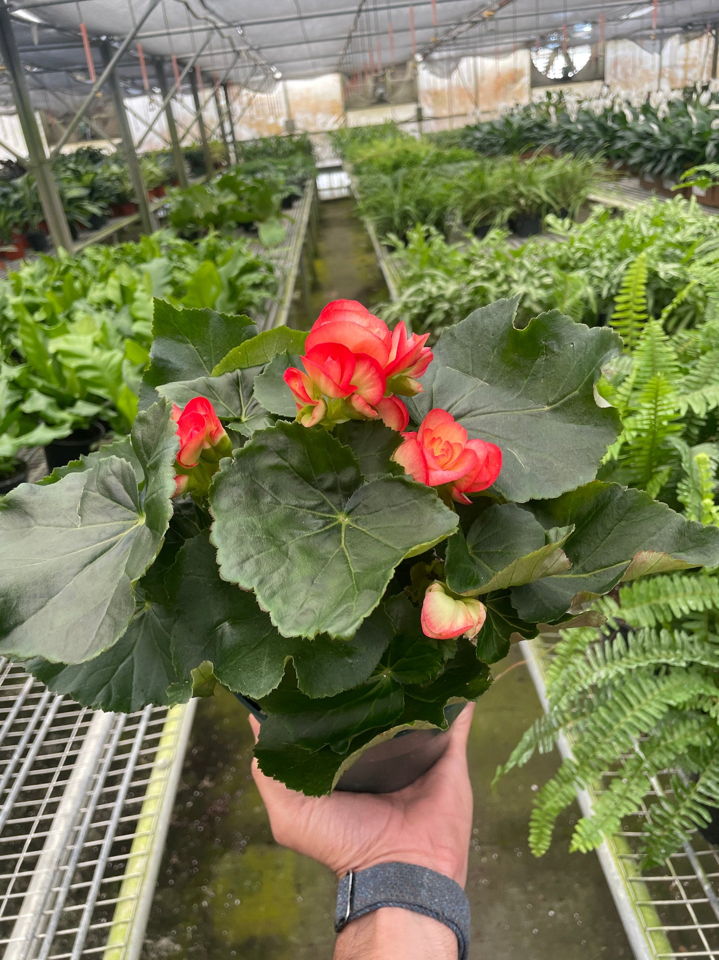 Angel Wing Begonia AKA Rieger Begonia in a 6 inch nursery pot.