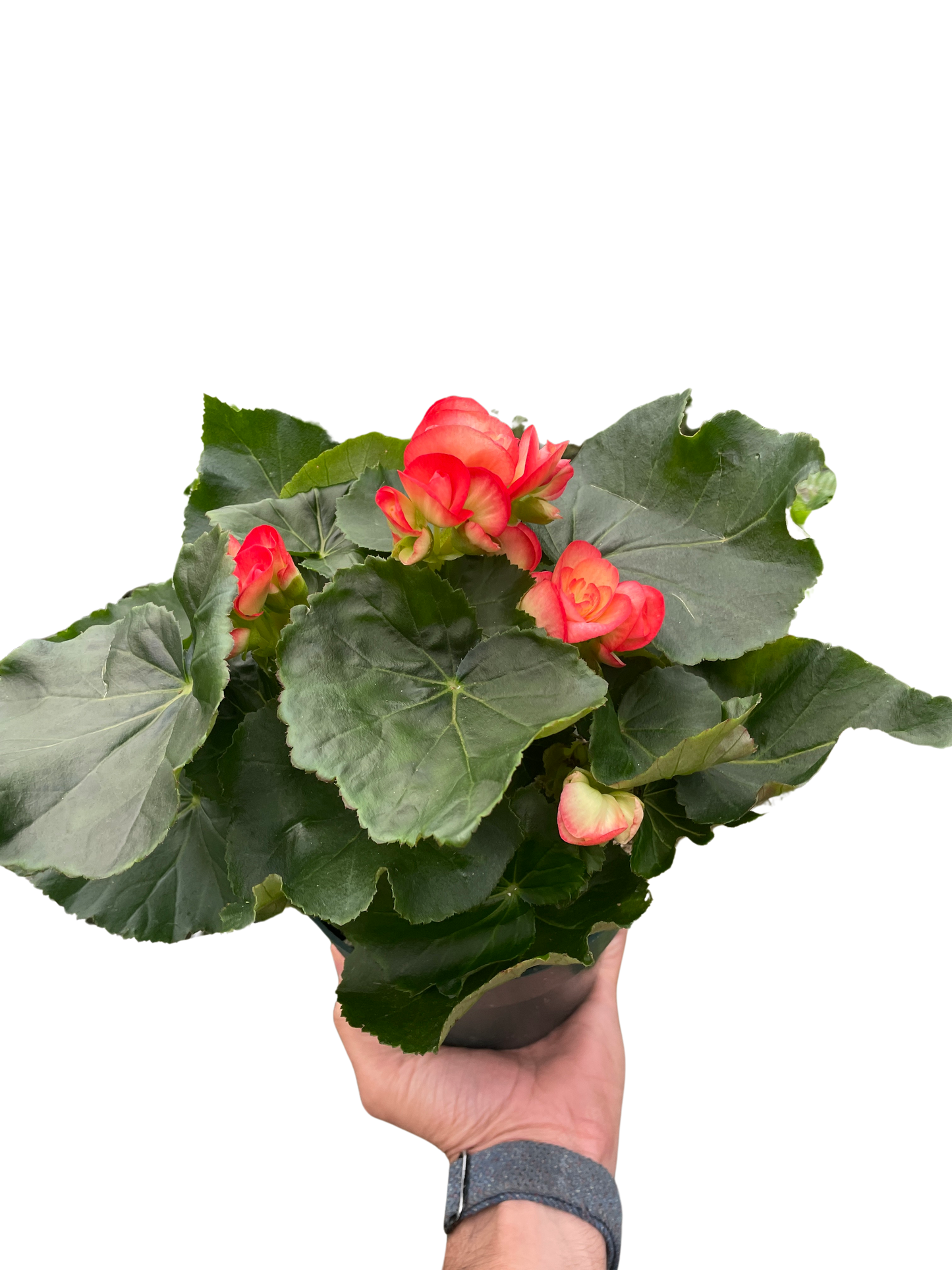 Angel Wing Begonia AKA Rieger Begonia