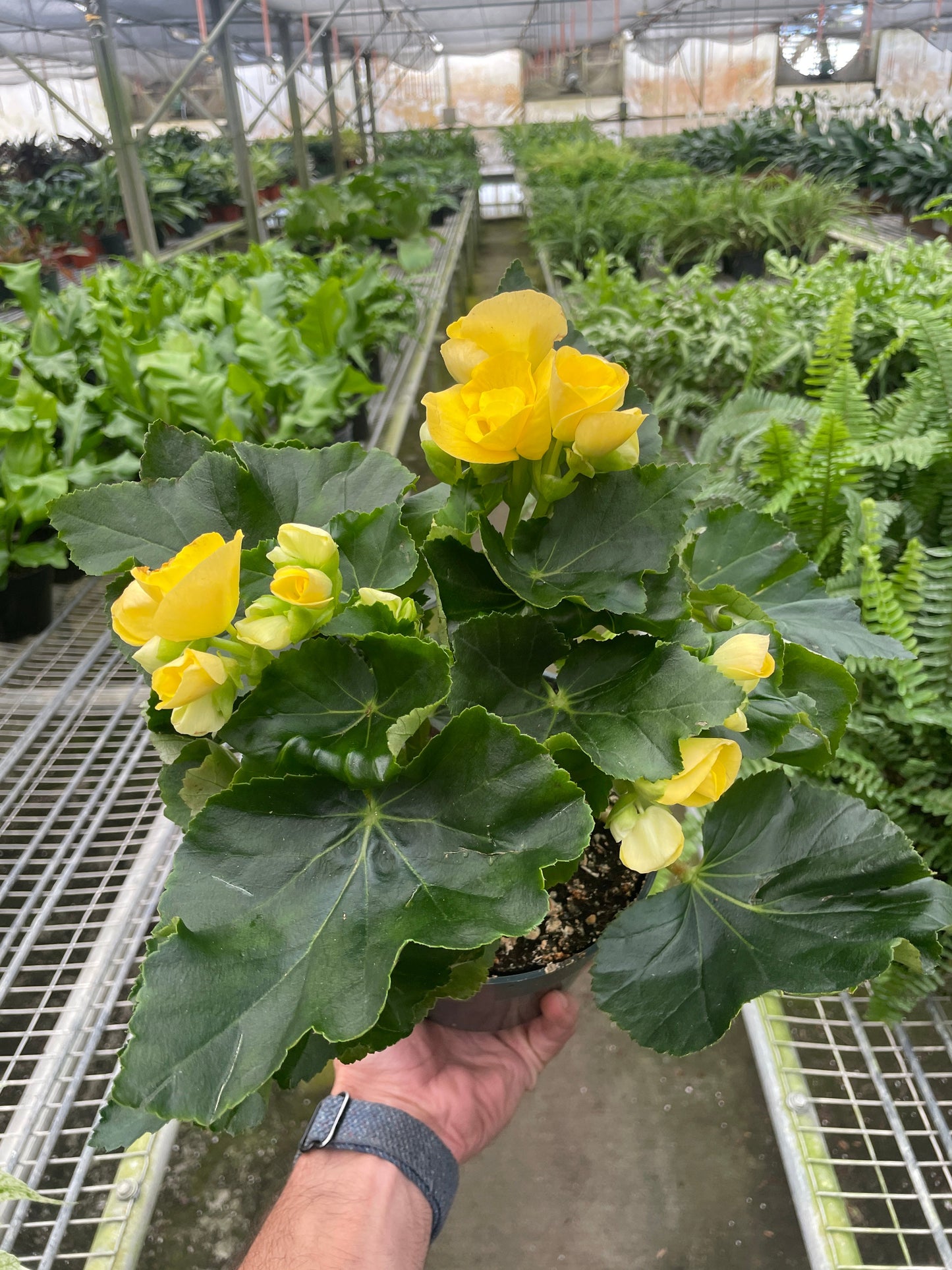 Angel Wing Begonia AKA Rieger Begonia in a 6 inch nursery pot