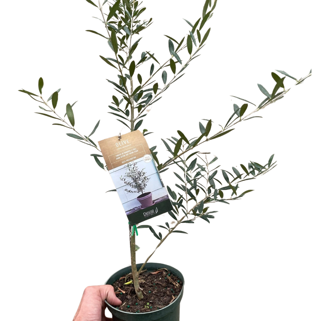 Live Olive Tree AKA Olea europaea in 6 inch pot