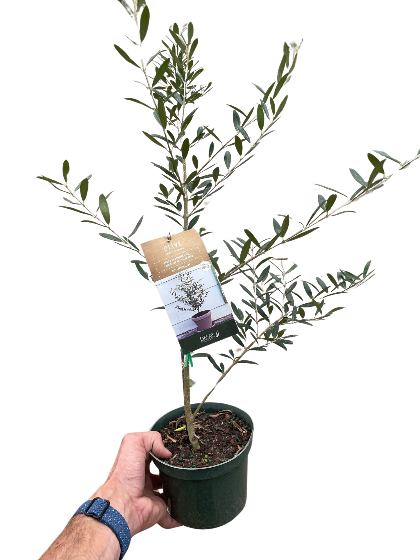 Live Olive Tree AKA Olea europaea