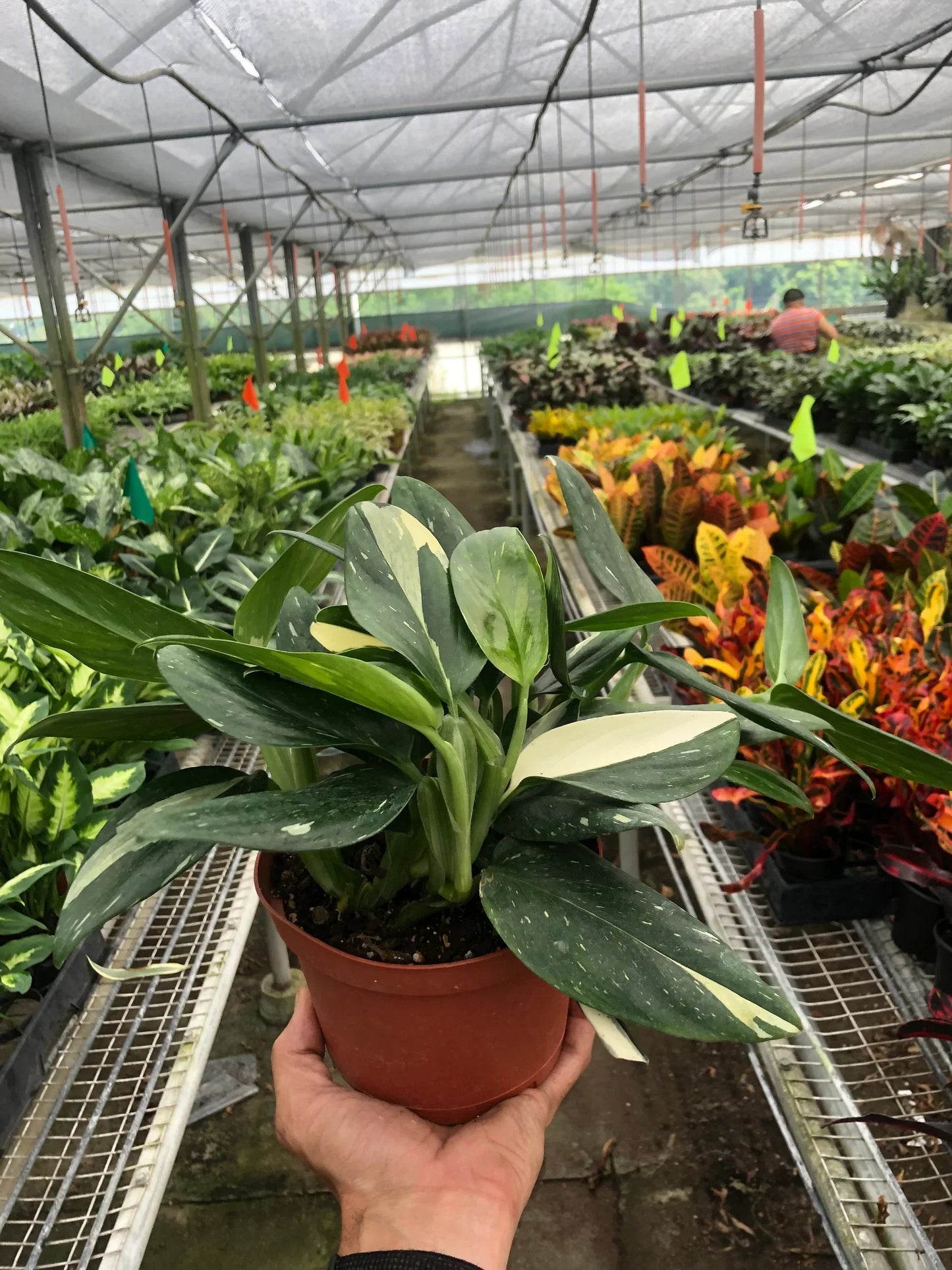 Monstera Standeleyana Albo