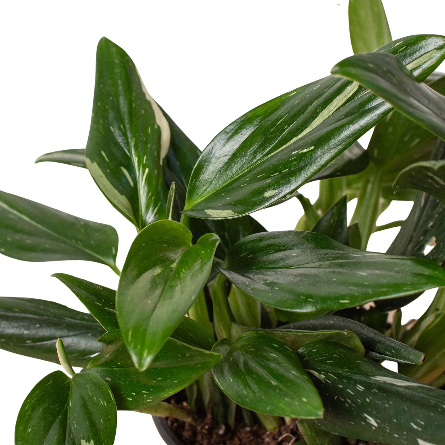 Monstera Standeleyana Albo close up