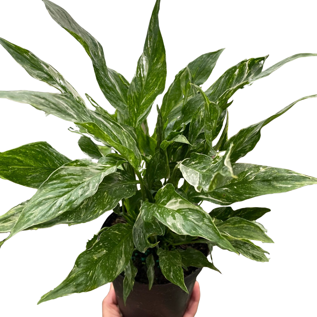 Variegated Spathiphyllum Domino Peace Lily 6"
