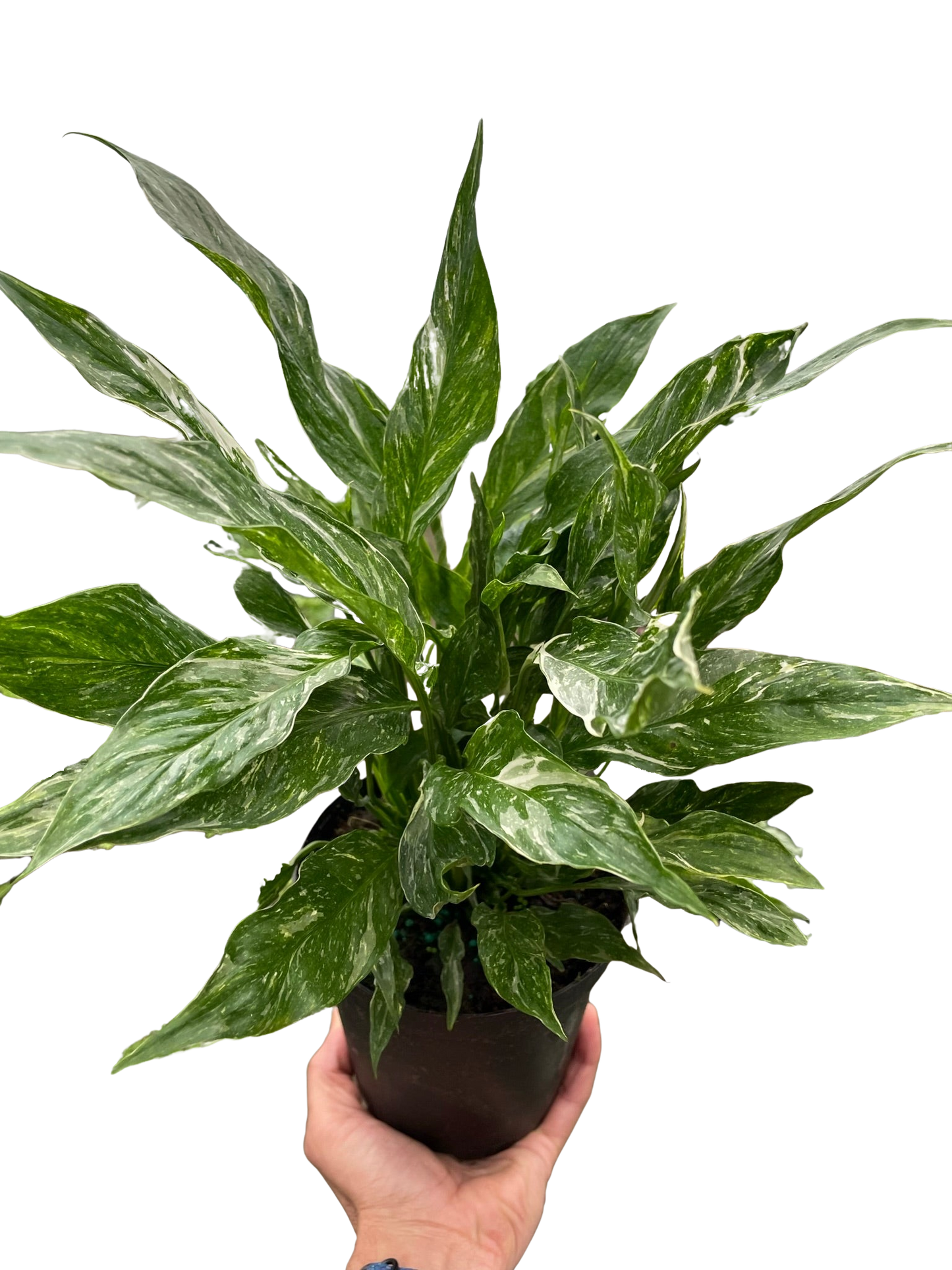 Variegated Spathiphyllum Domino Peace Lily