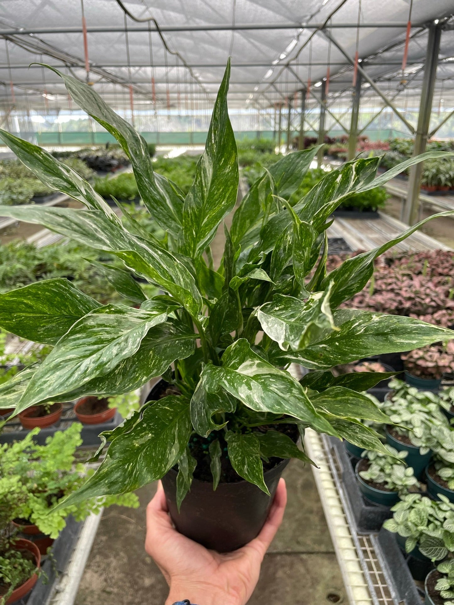 Variegated Spathiphyllum Domino Peace Lily