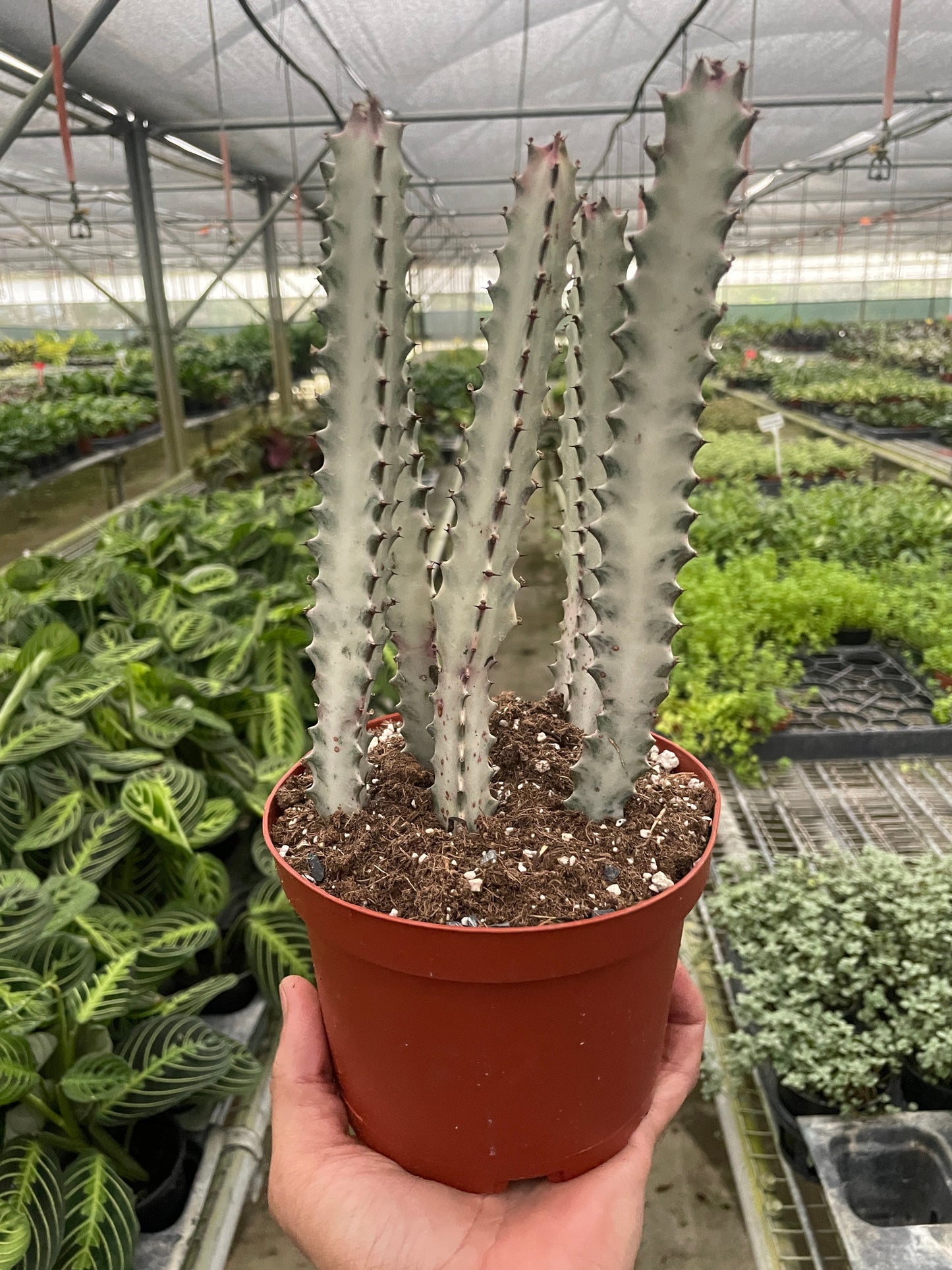 Dragon Bone Cactus (Euphorbia Lactea) in a 6 inch pot