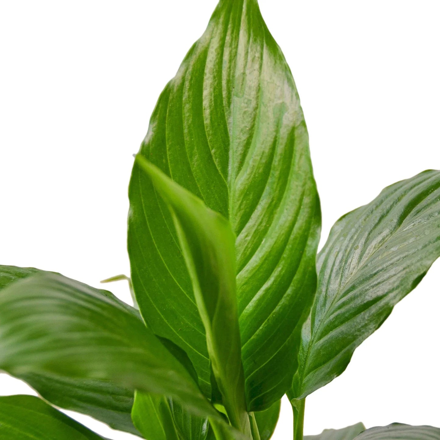 Peace Lily Leaves