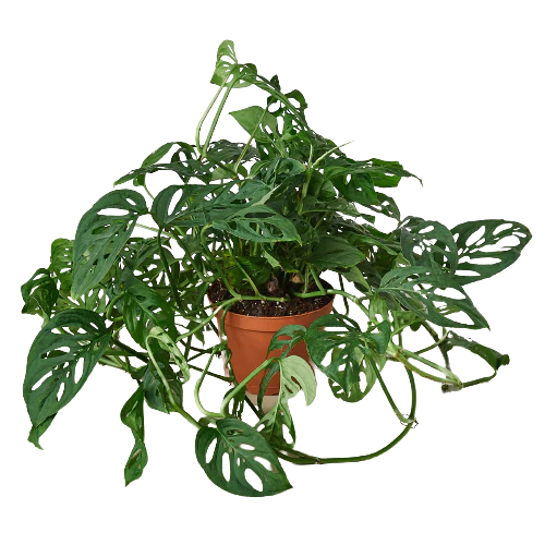 Monstera Adansonii Swiss Cheese plant in 6" pot