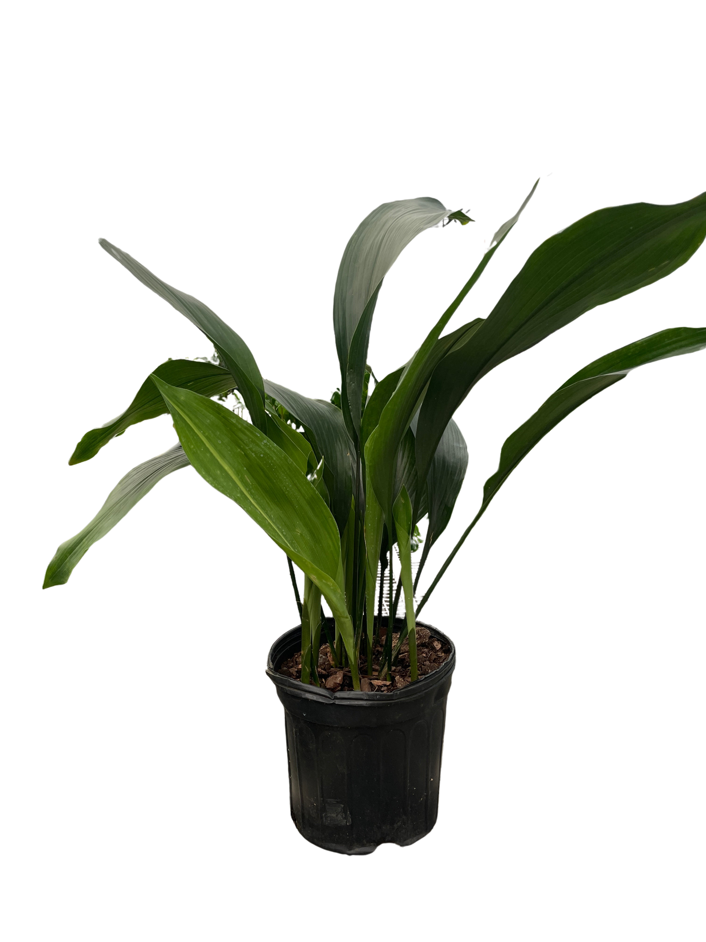 Aspidistra Elatior