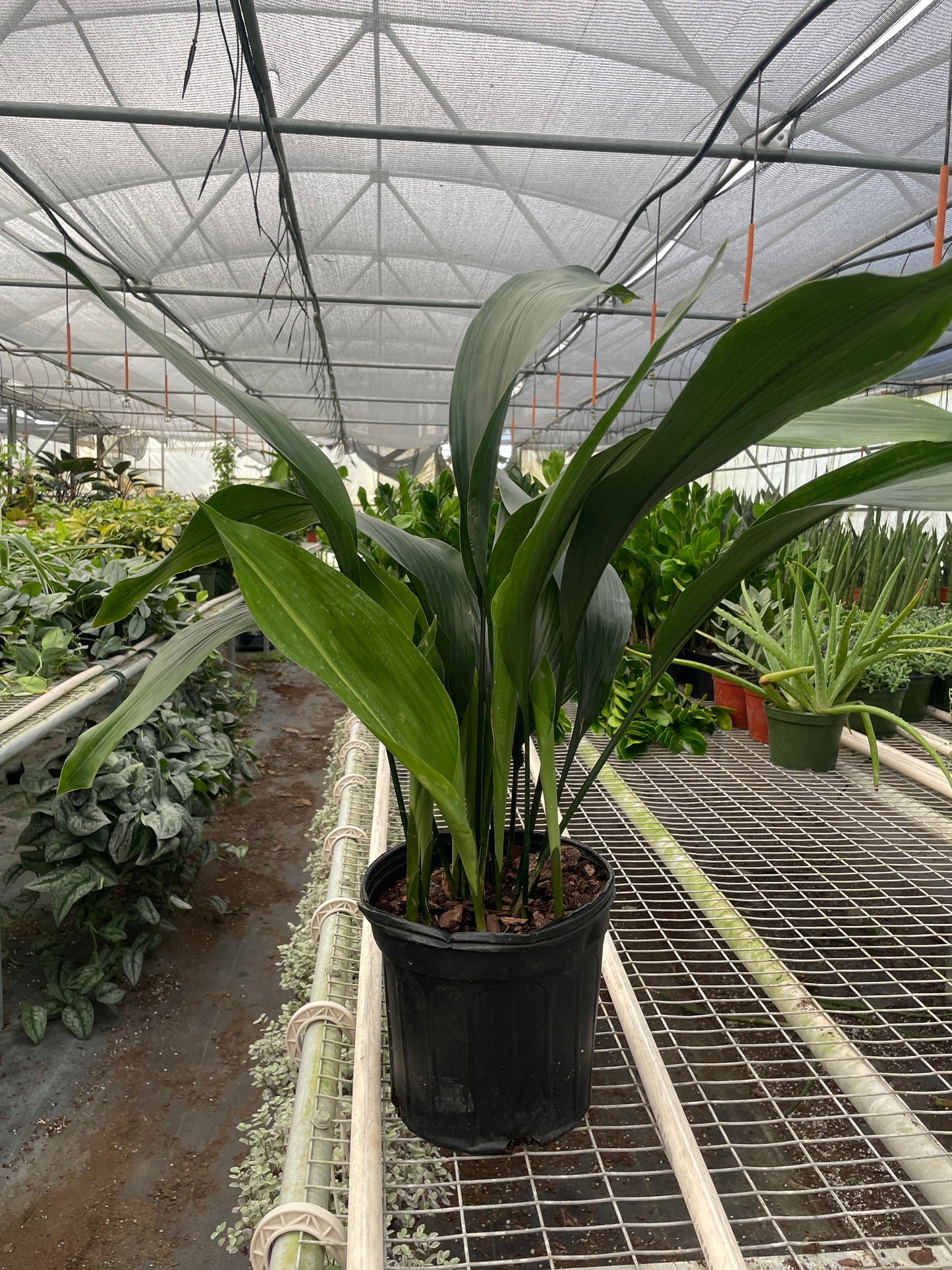 Cast Iron Plant