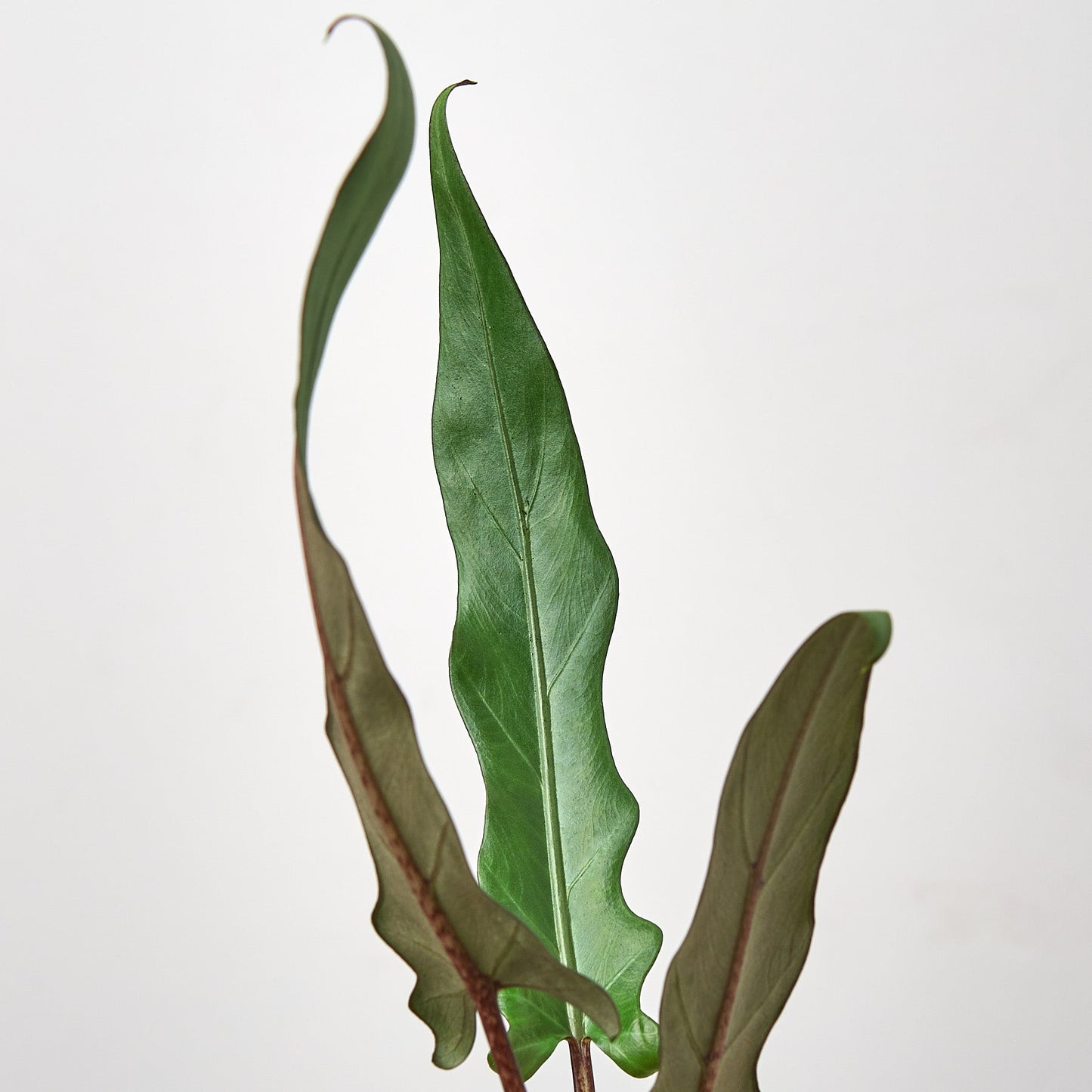 Alocasia Lauterbachiana