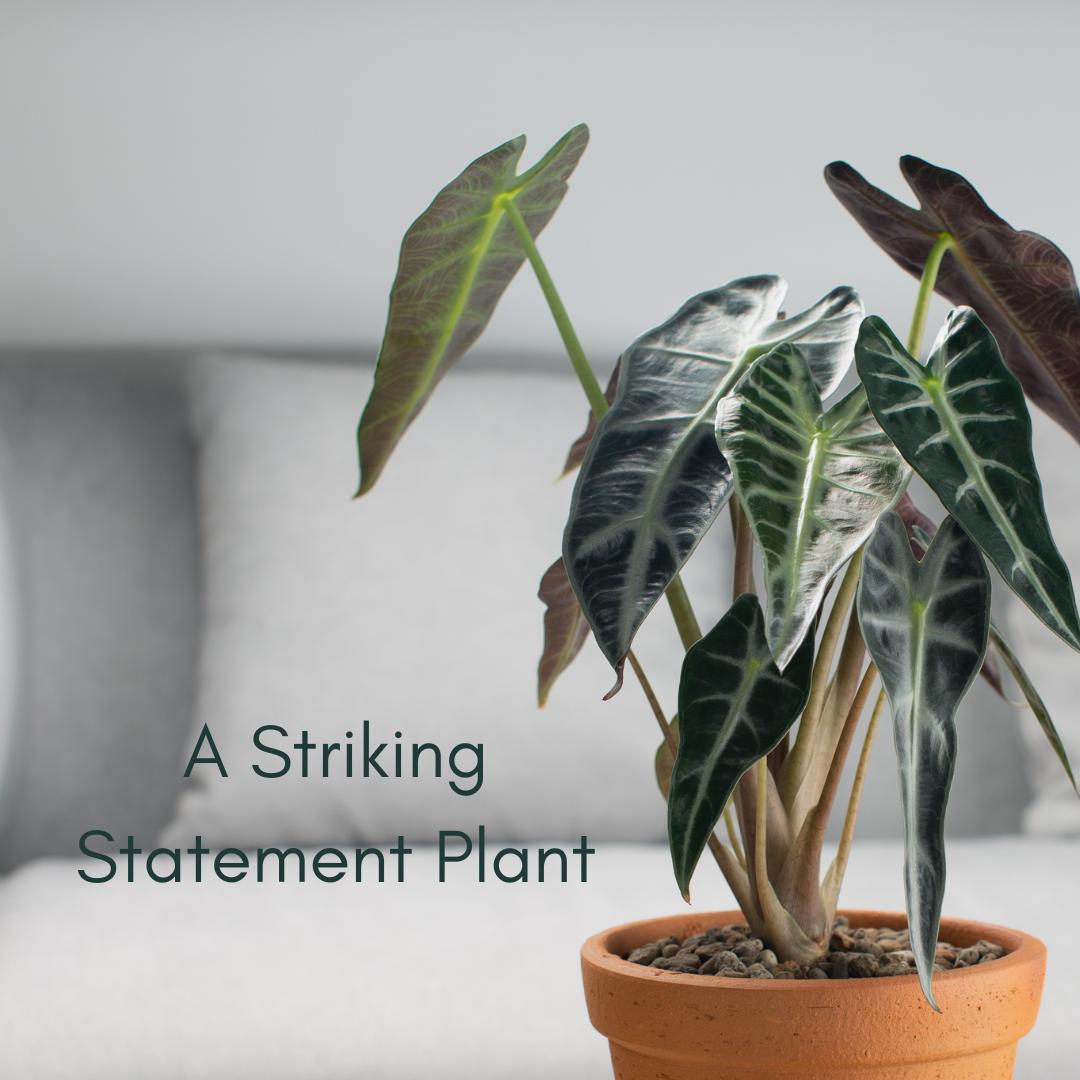 Alocasia Striking leaves