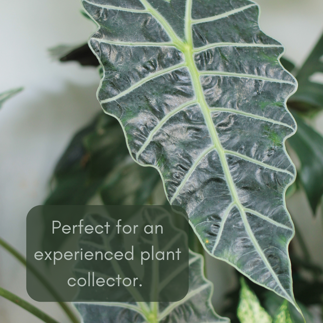 alocasia bambino for experienced plant parents
