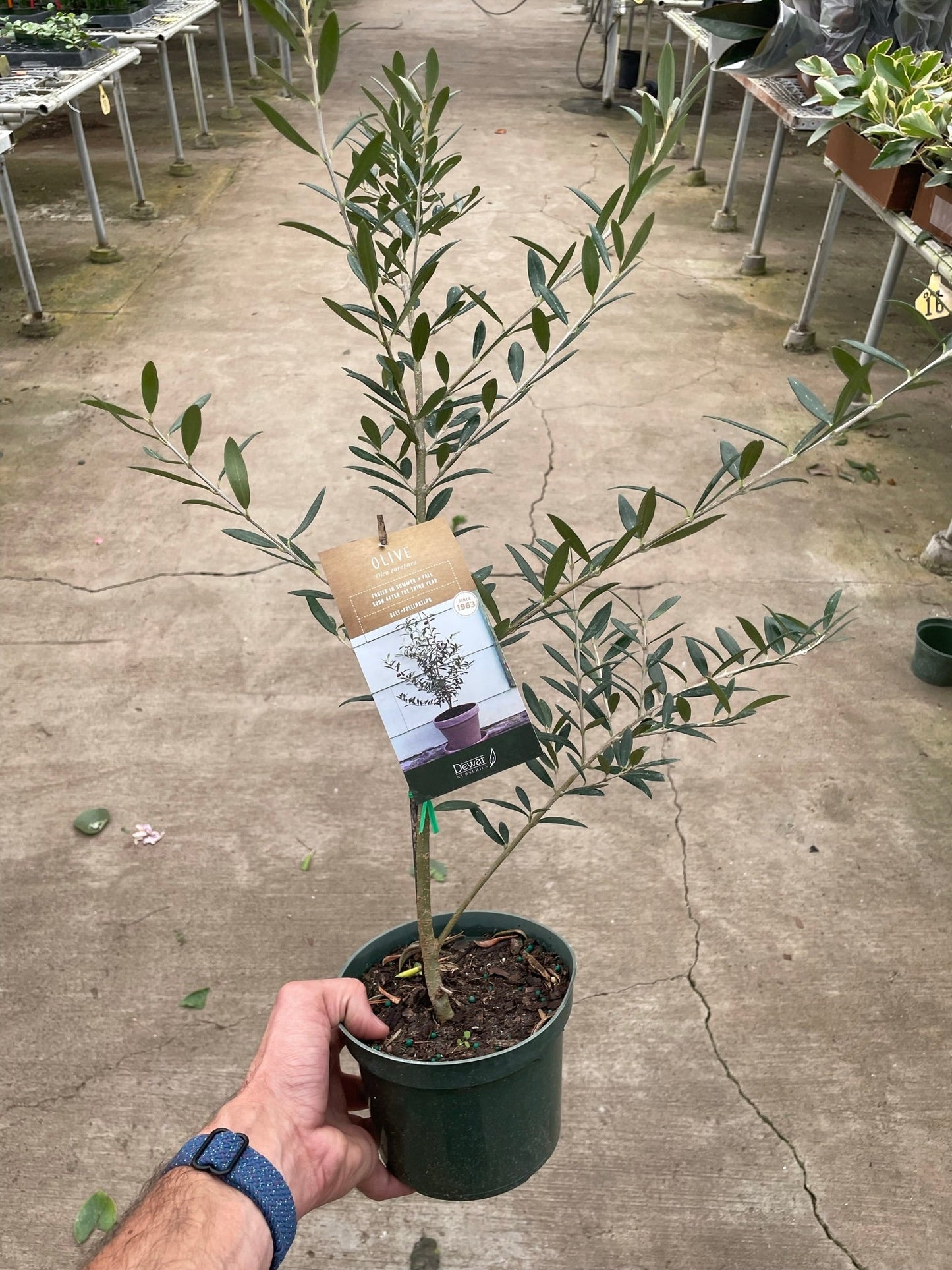 Live Olive Tree AKA Olea europaea