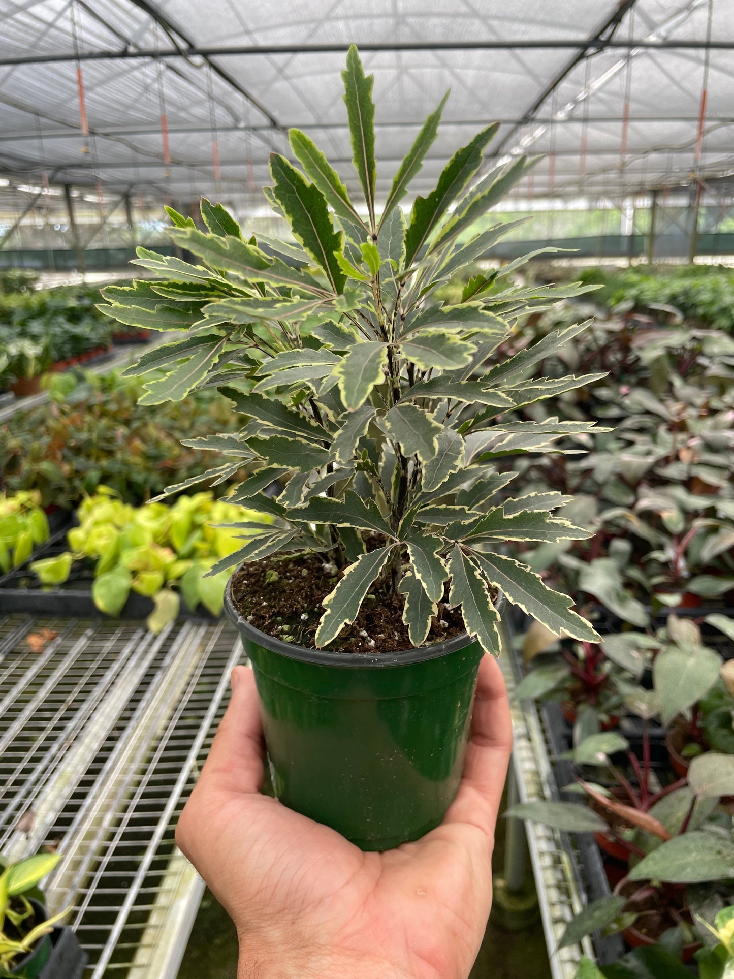 Aralia Bianca in a 4 inch nursery pot