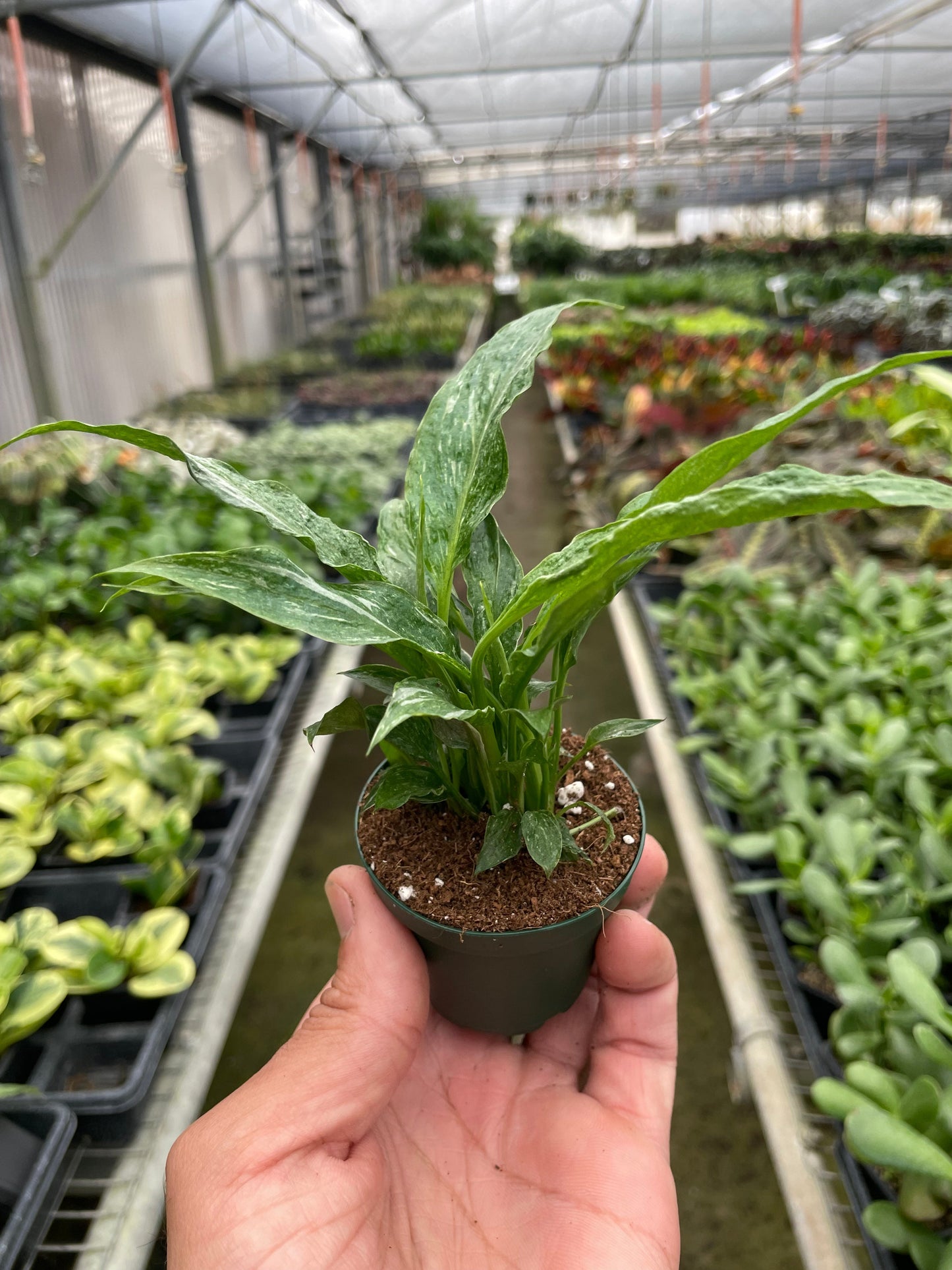 Peace Lily Domino 2"