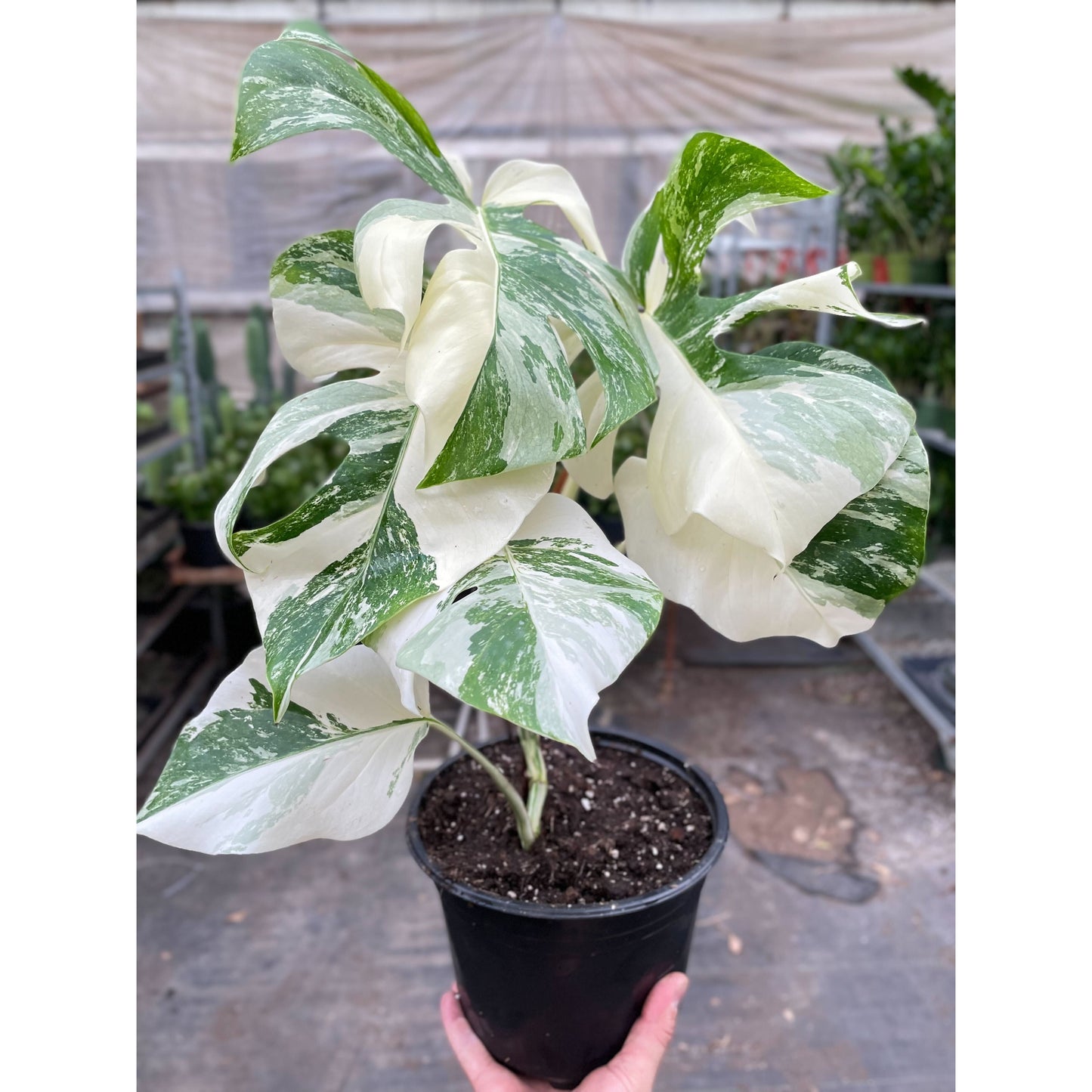 Monstera Albo Borsigiana Variegated 8"