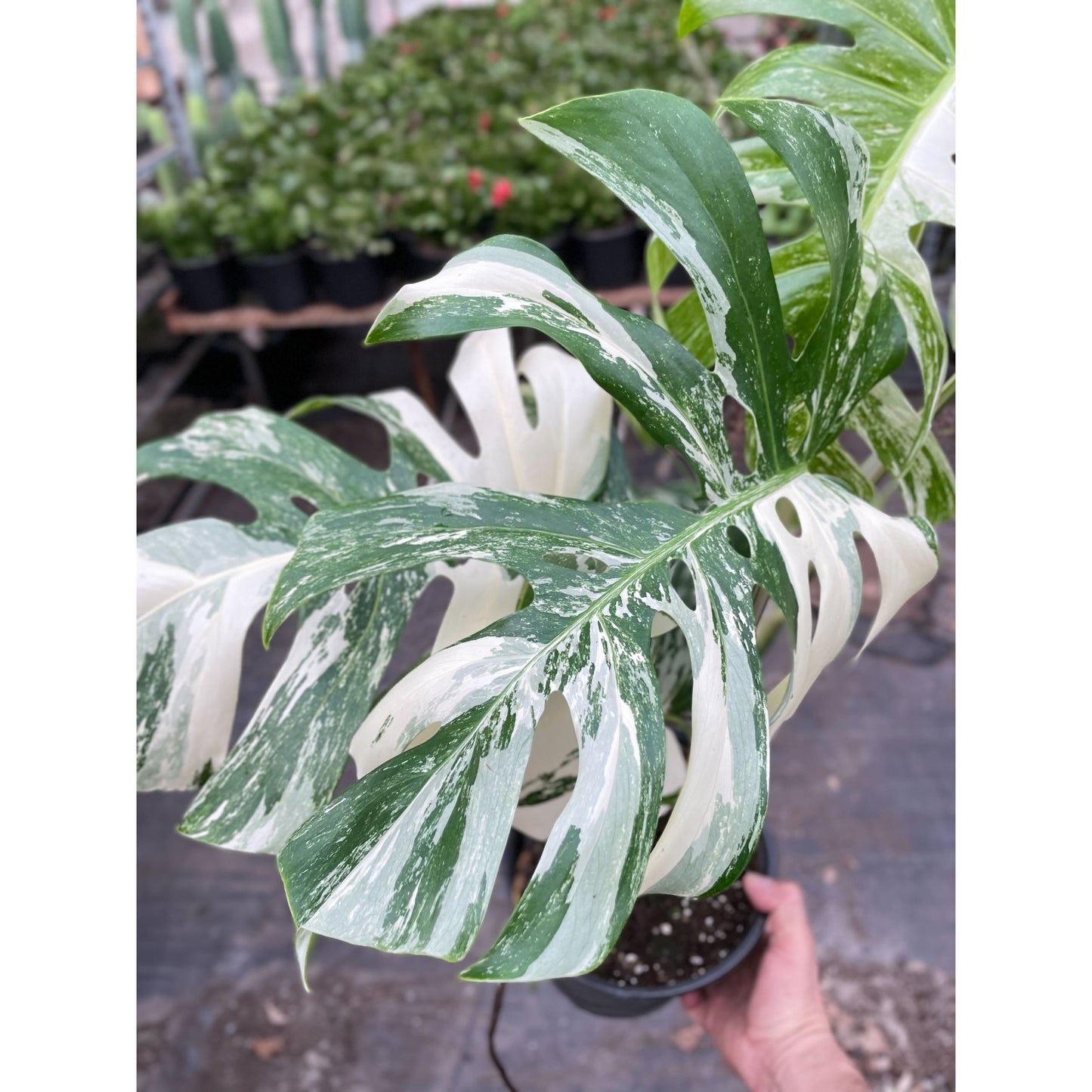 Monstera Albo Close Up