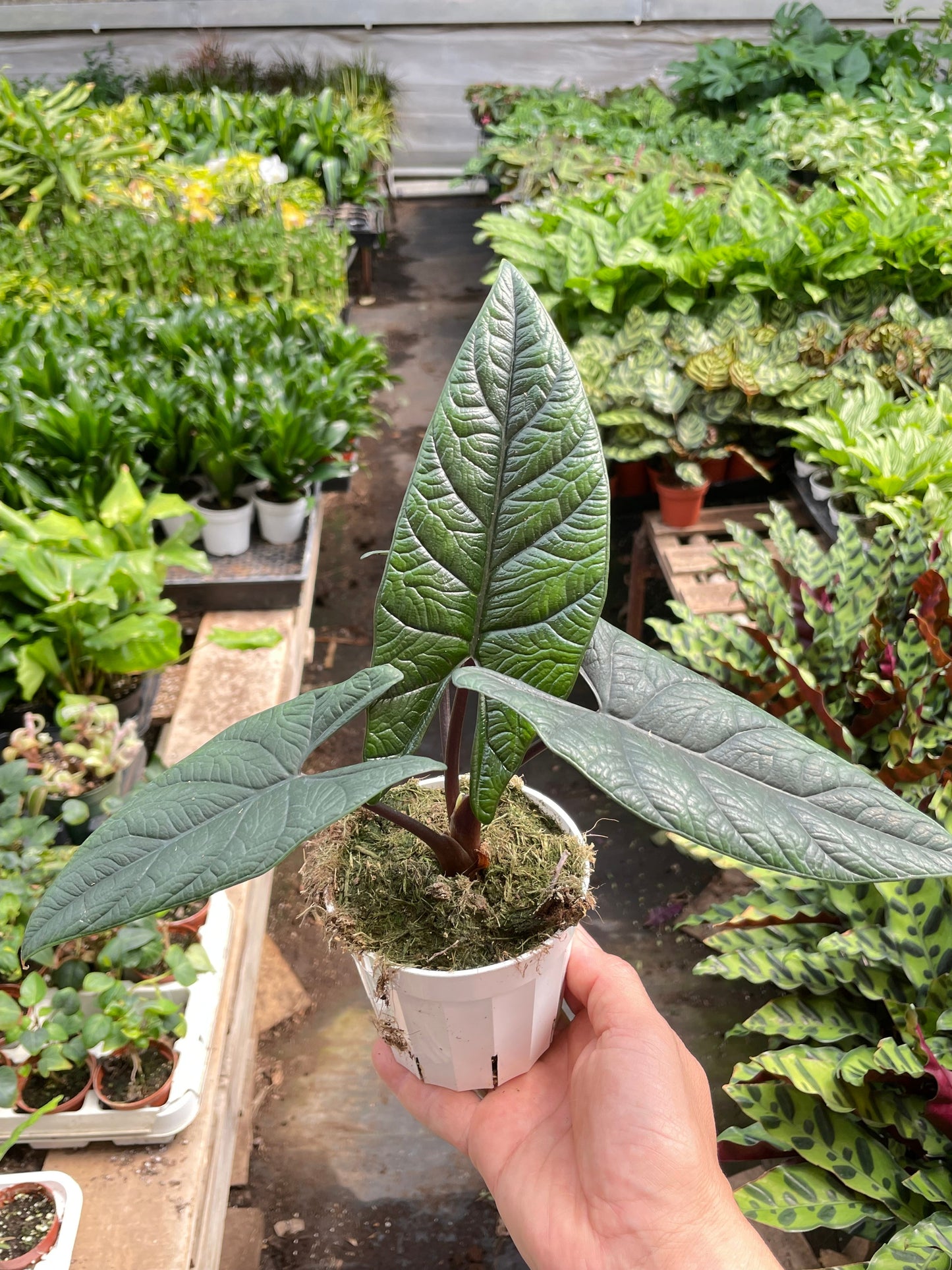 alocasia samar lance
