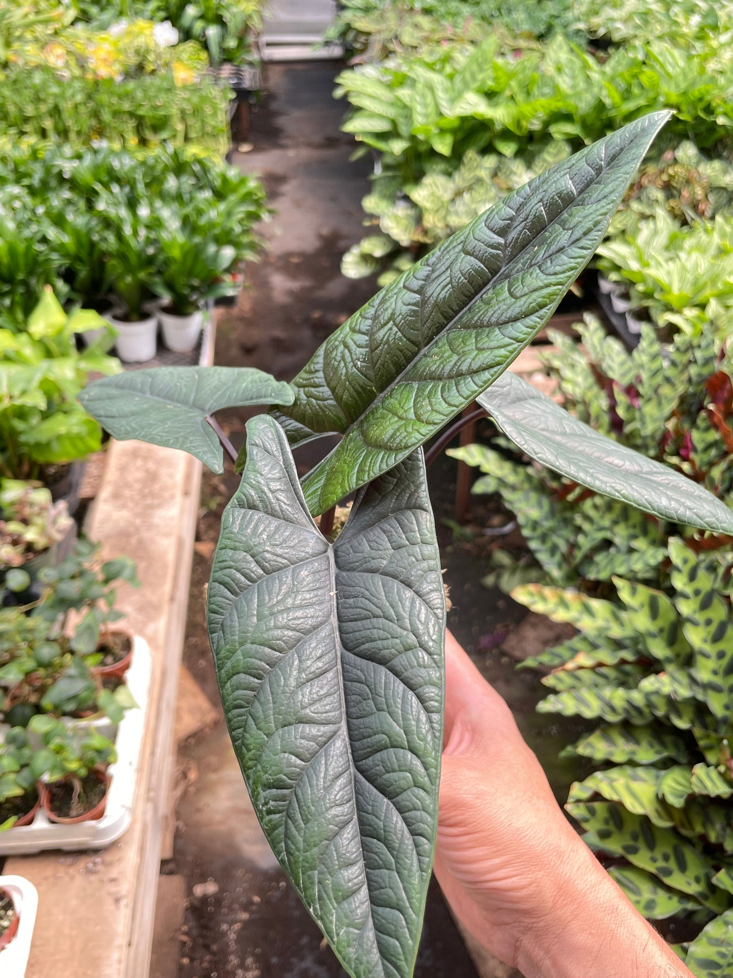 alocasia samar lance