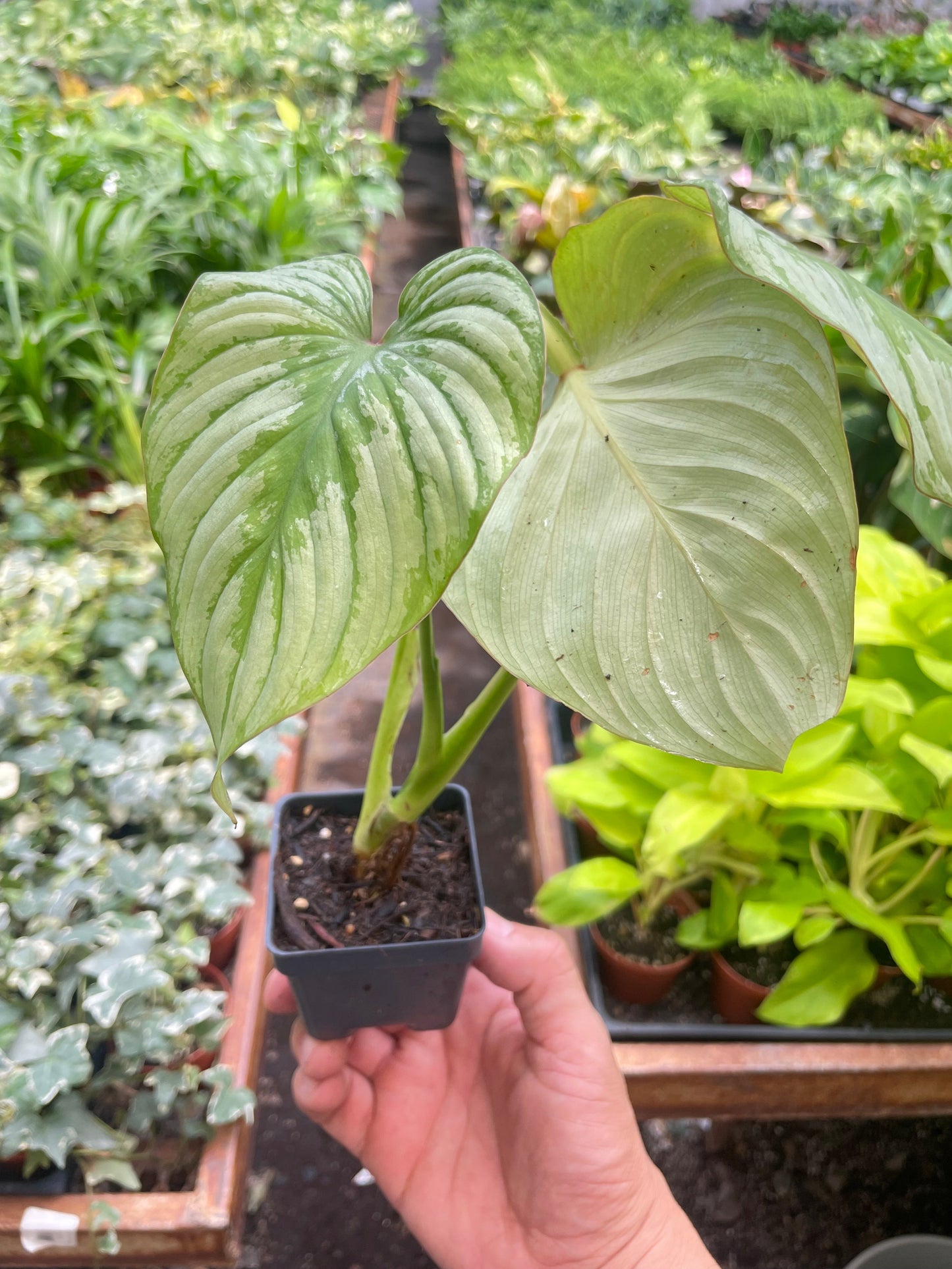 Philodendron Mamei Silver